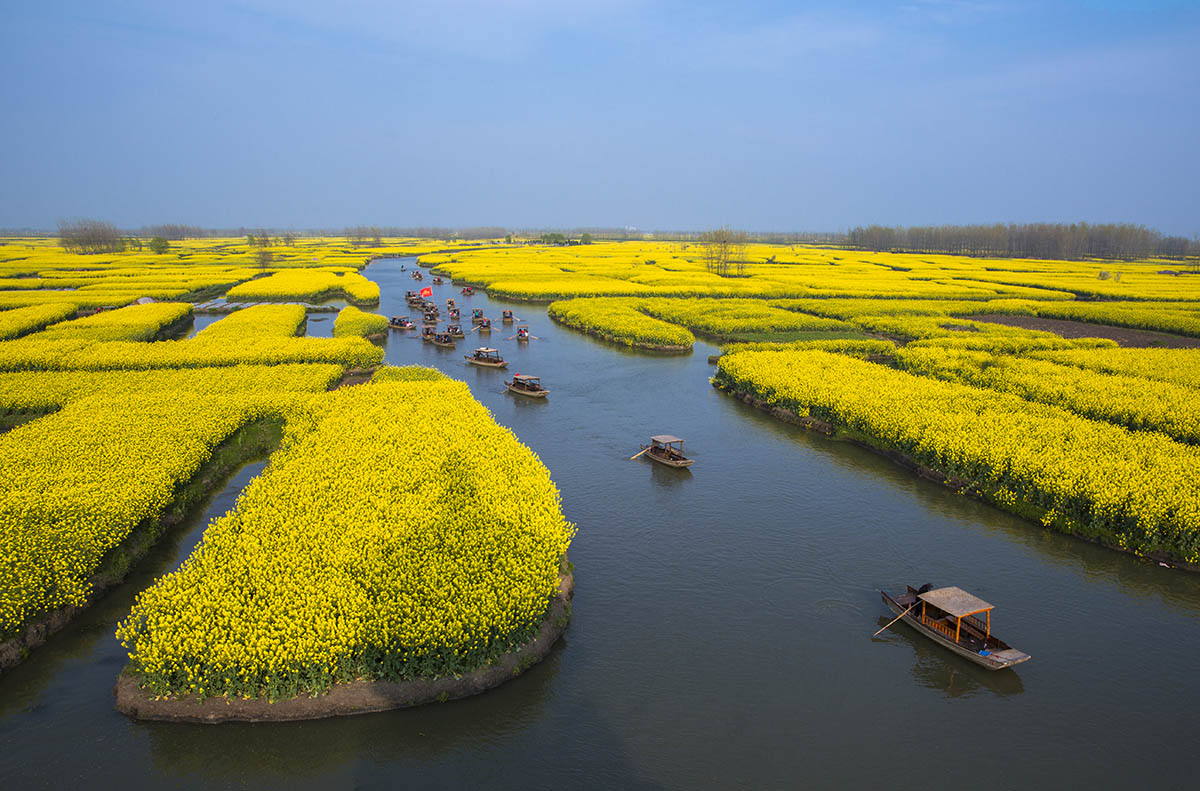 P14：摄影垛田油菜花7日--泰州（溱潼古镇、溱湖湿地公园、梅园、桃园、乔园）、兴化（千垛田油菜花、李中水上森林公园、郑板桥故居）、高邮(孟城驿、镇国寺) 、扬州（瘦西湖、个园、大明寺） 双卧7日   