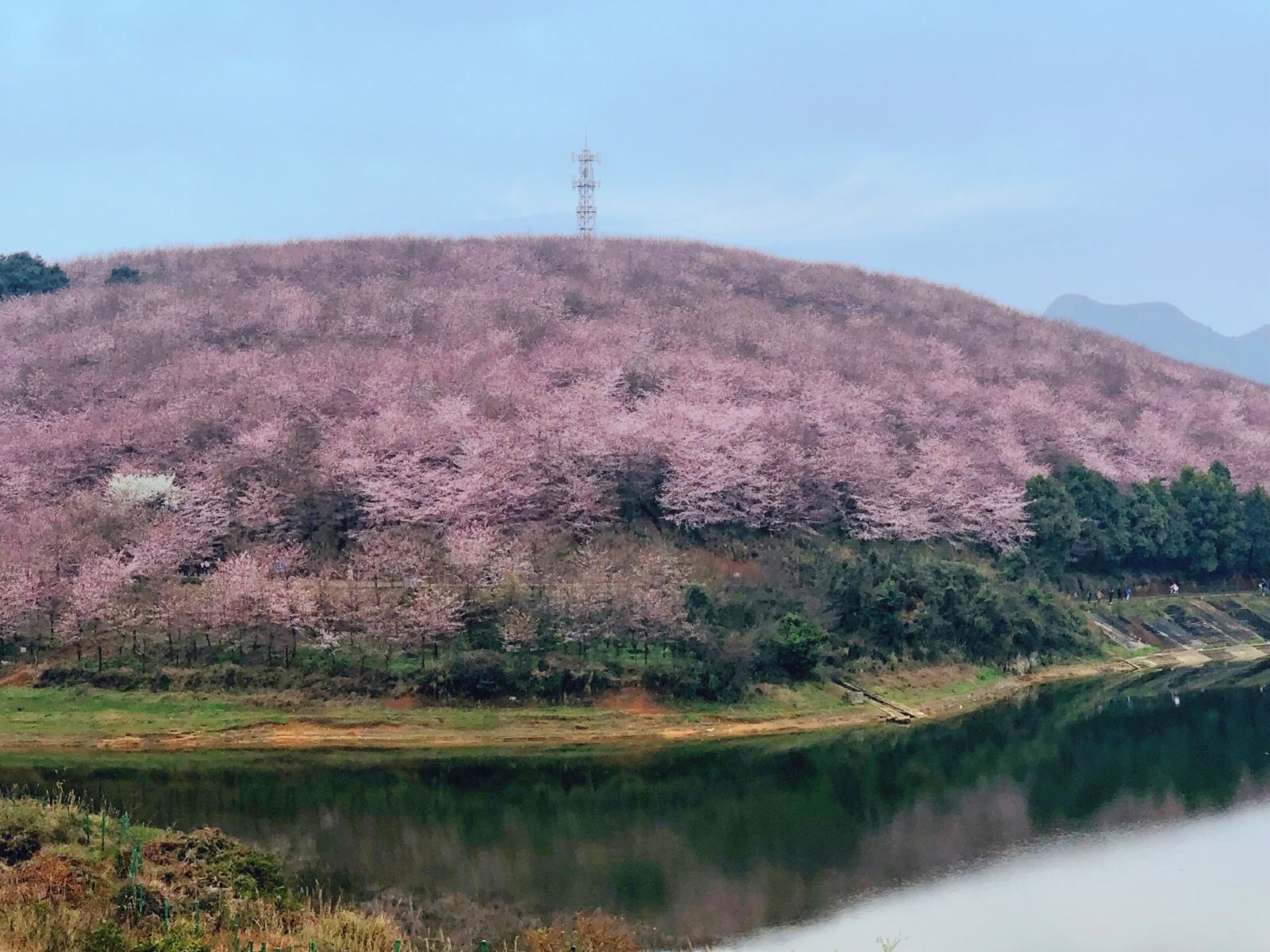 X8：春黔花事--贵阳、贵定音寨-金海雪山、青岩古镇、平坝樱花、织金洞、乌江源百里画廊、慕俄格古城、奢香古镇、九洞天、百里杜鹃 双卧8日（6-10人小团） 