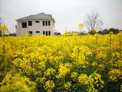 X6：成都花海--窦圌山、药王谷、三星堆博物馆、西高镇油菜花、金堂油菜花、简阳梨花沟、梨花溪风景区、成都 高去卧回7日 （6-10人小团） 