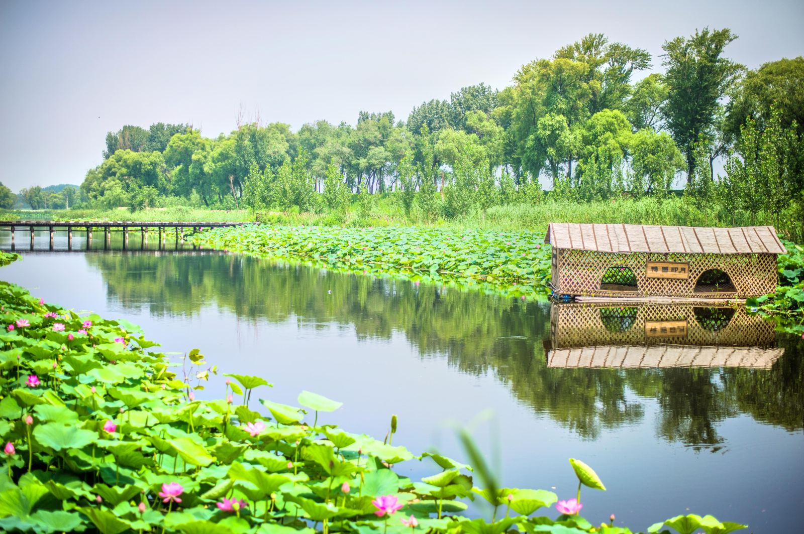 X33：京南休闲--霸州（胜芳古镇、中国自行车博物馆）、白洋淀景区、武强年画博物馆、衡水湖国家湿地公园、吴桥杂技大世界 汽车4日  （6-10人）